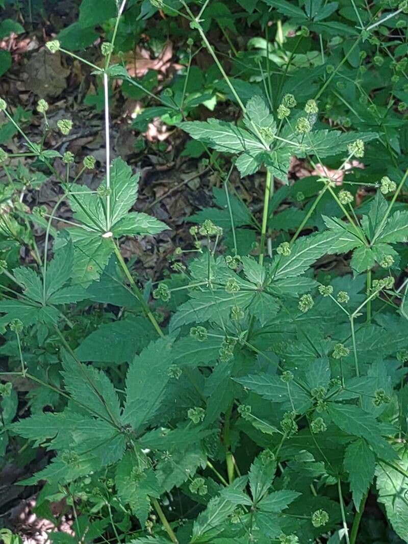 Sanicula canadensis 17