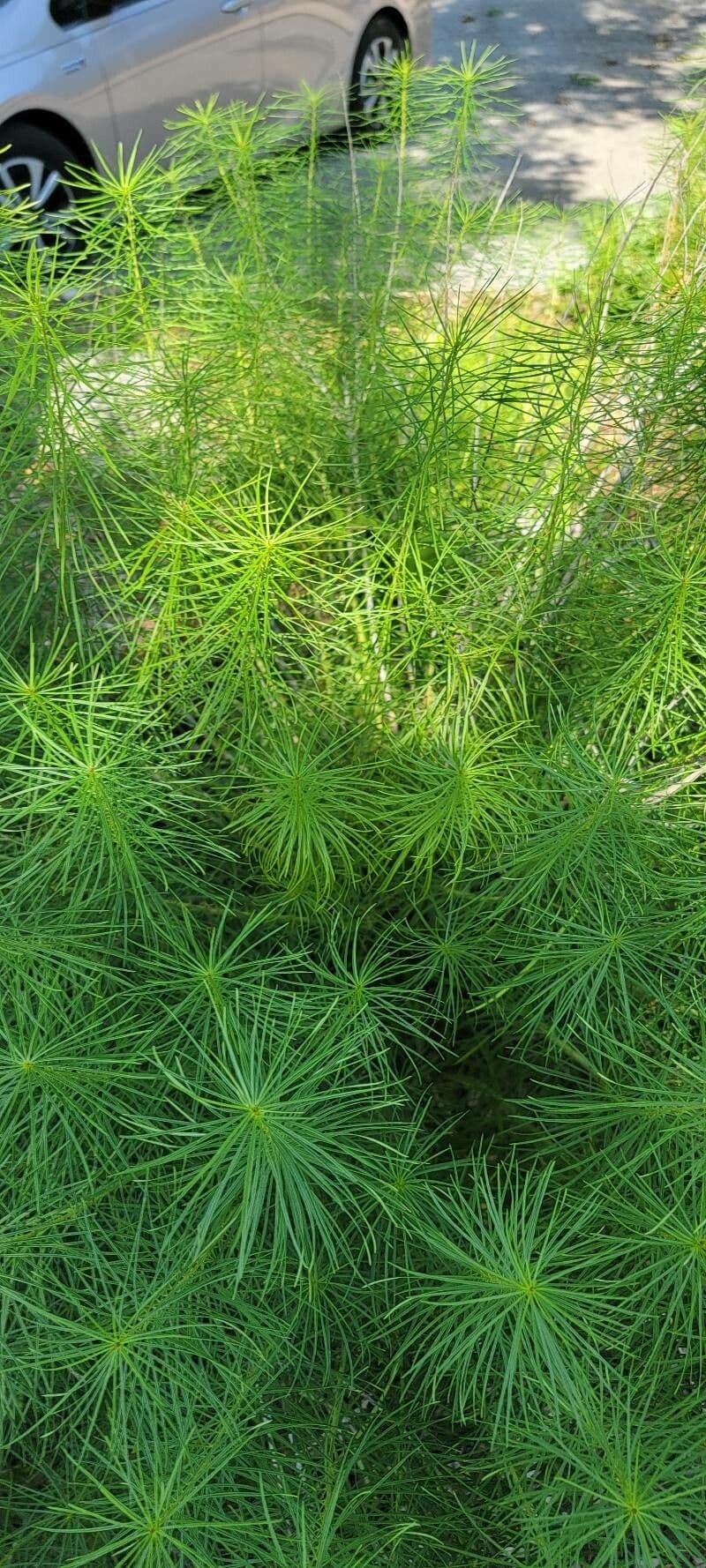 Amsonia 8