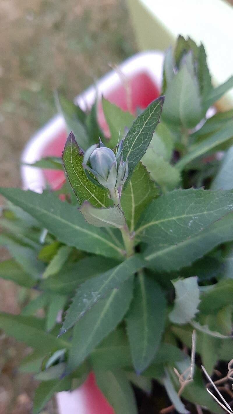 Platycodon à grandes fleurs 4