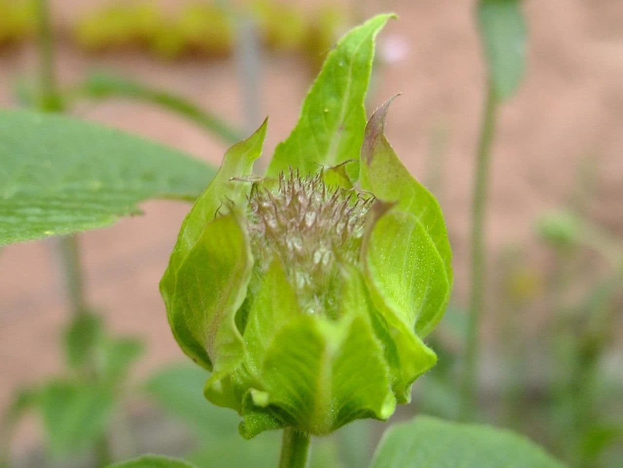 Monarda didyma 2