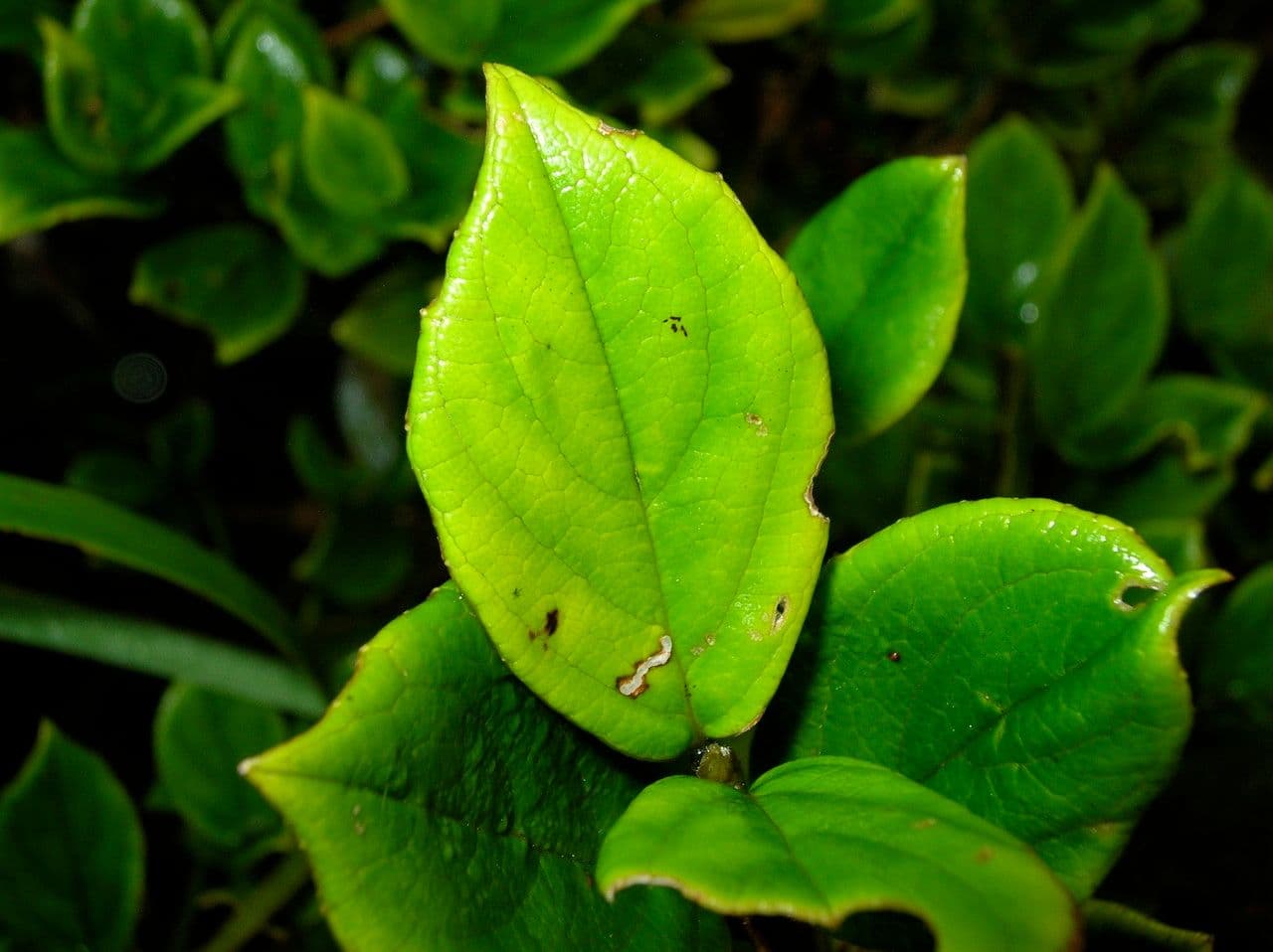 Coronanthera 4