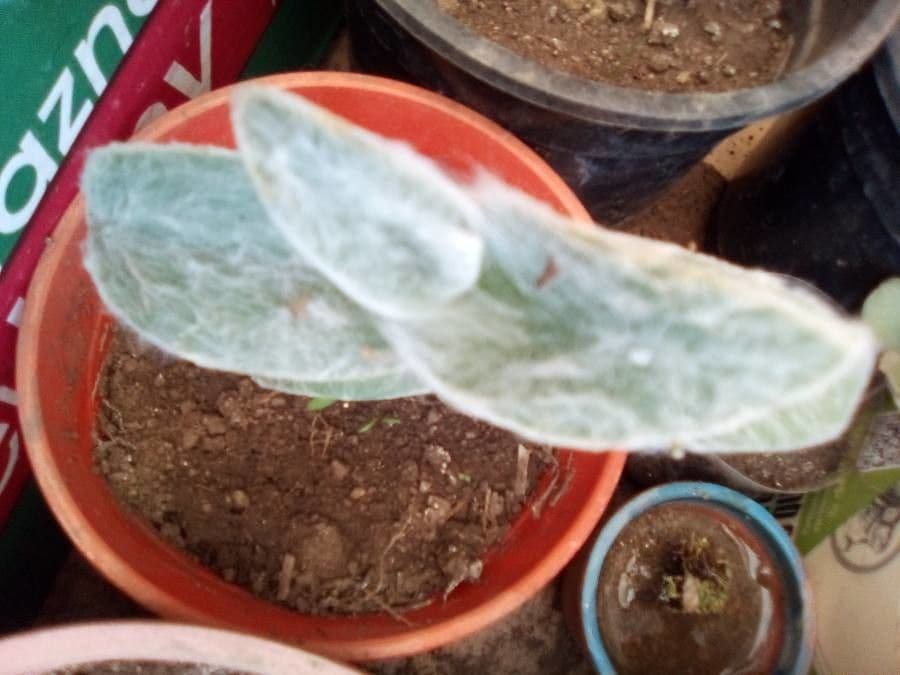 Tradescantia 15