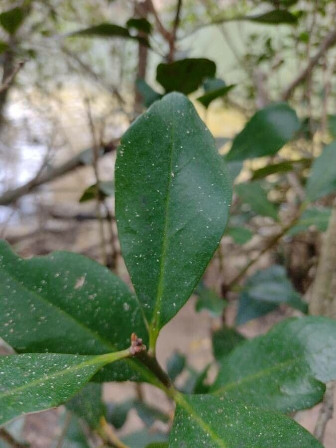 Aegiceras corniculatum 5