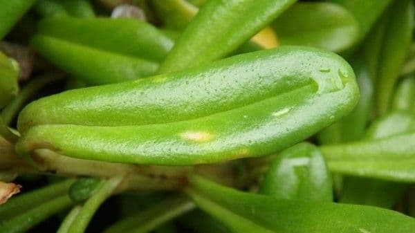 Lysimachia mauritiana 17