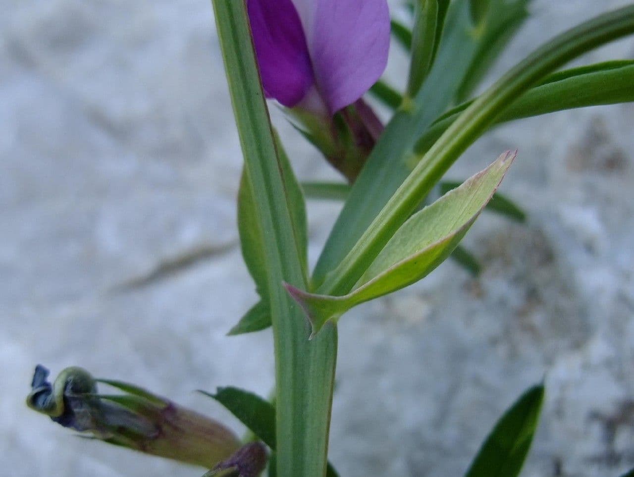 Cicerchia clymenum 24