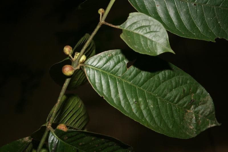 Siparuna 23