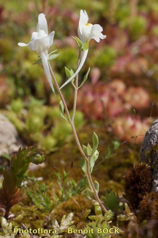 Linaria reflexa 10