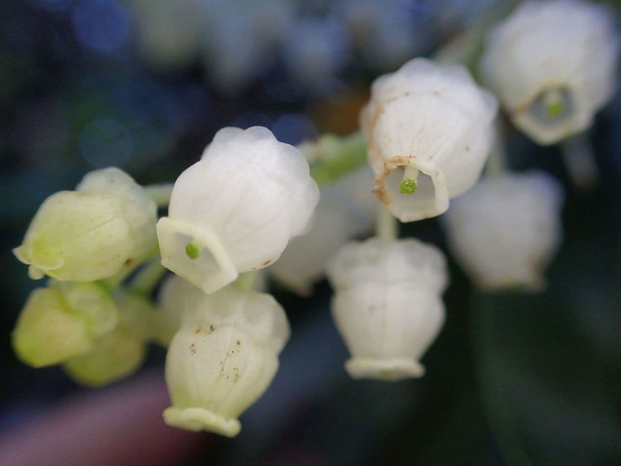 Arbutus menziesii 8