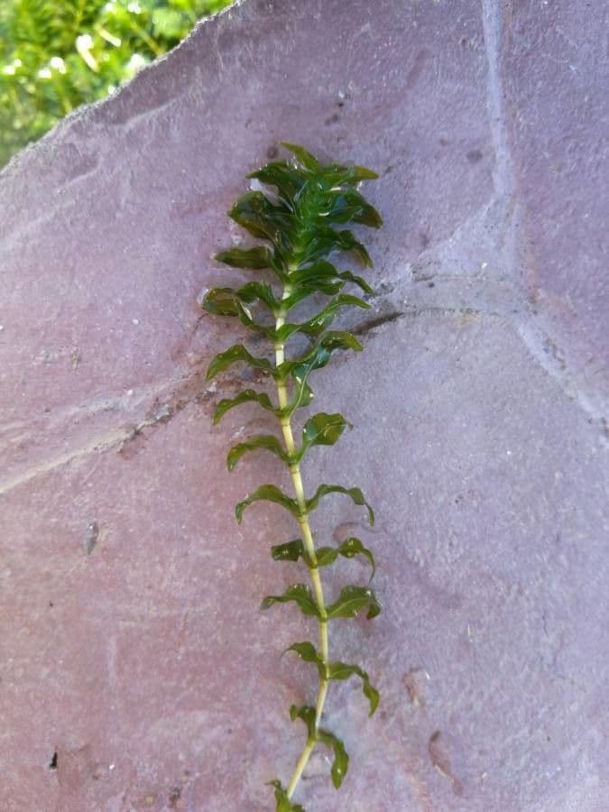 Groenlandia densa 18