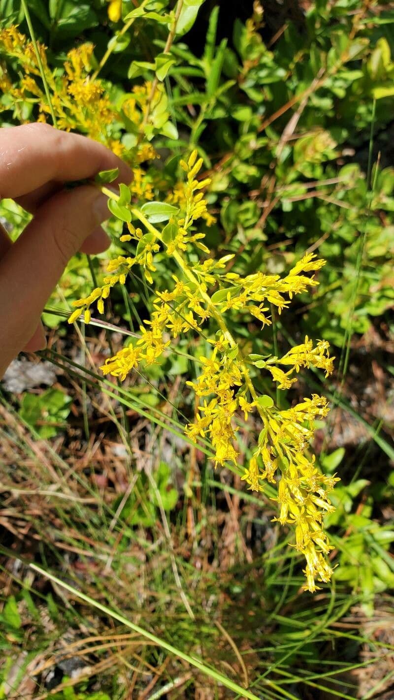 Solidago odorosa 4