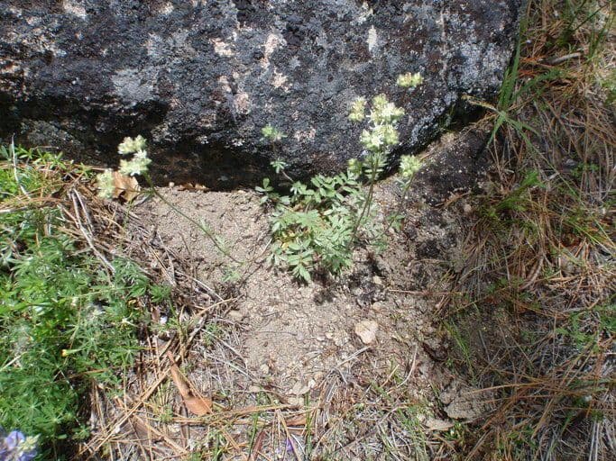 Horkelia tridentata 7