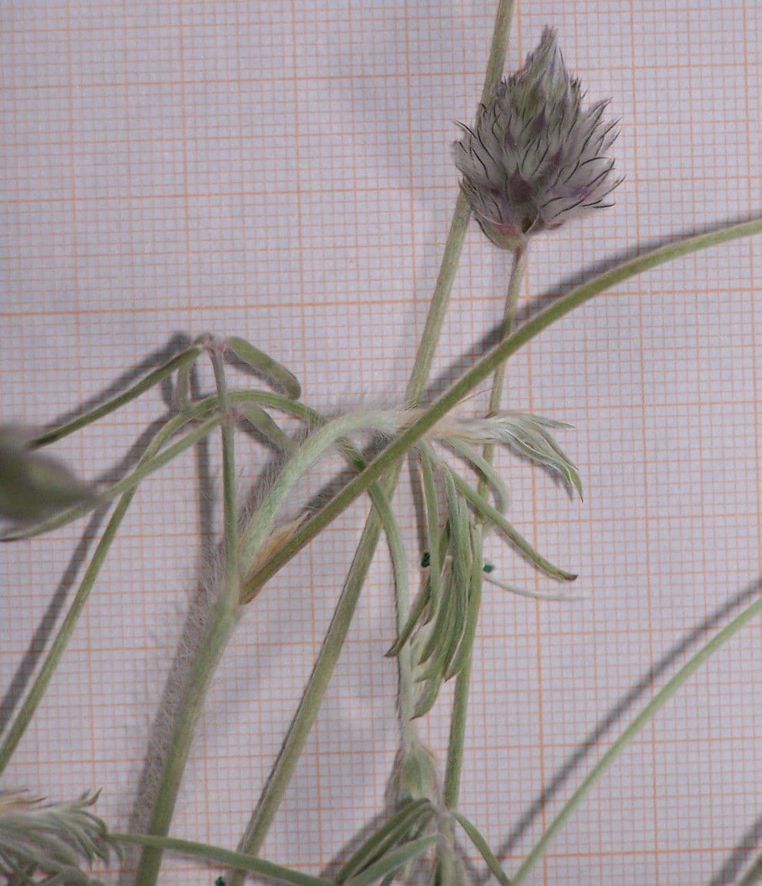 Ebenus 6