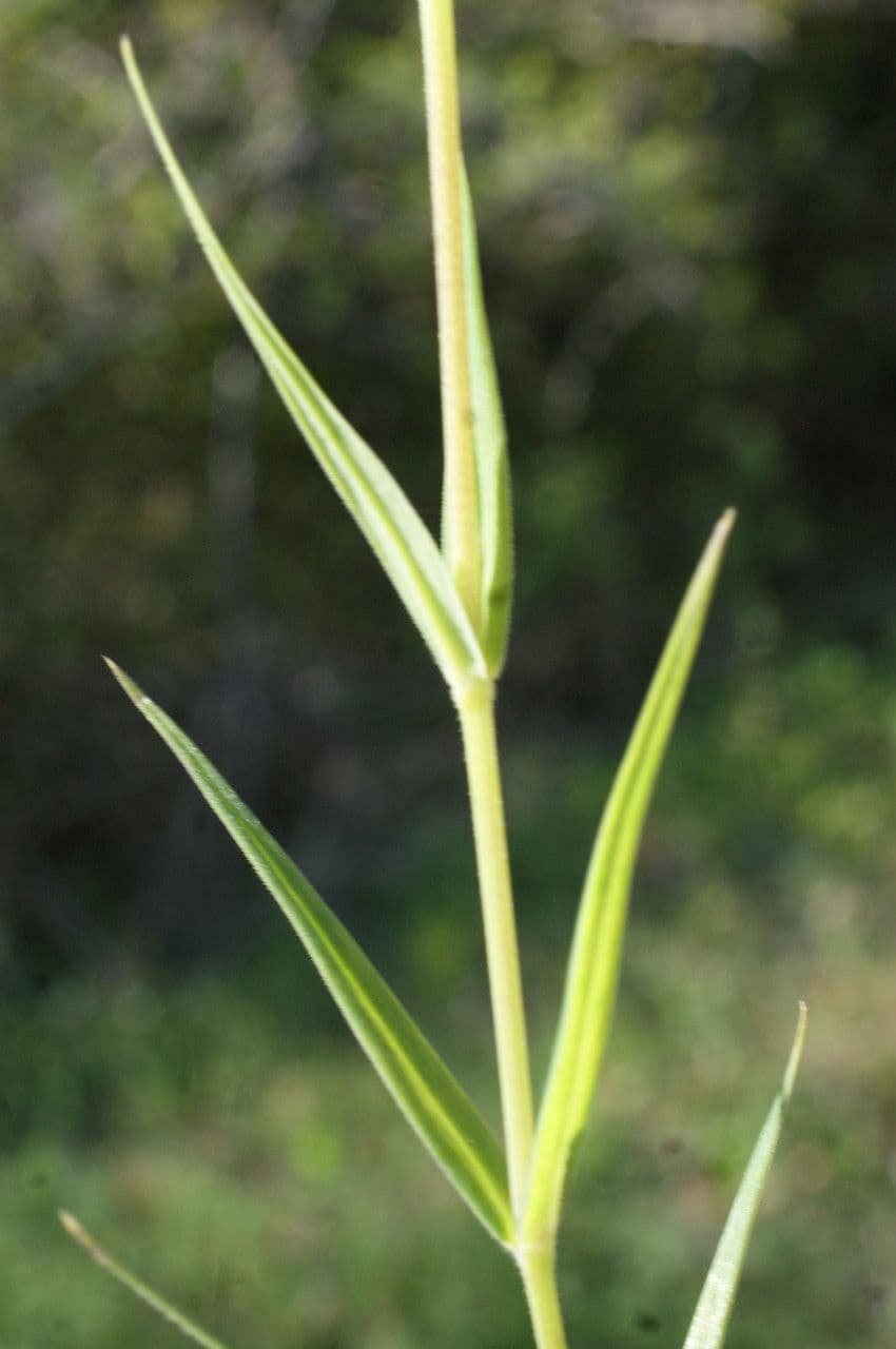 Echte Sternmiere 21