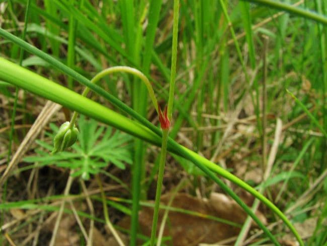 Géranium colombin 21