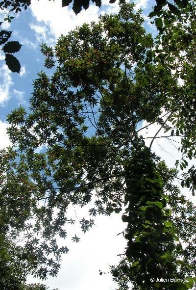 Elaeocarpus wąskolistny 8