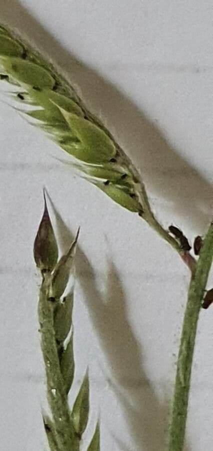 Eriochloa 3