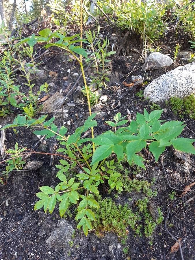 Aralia 19