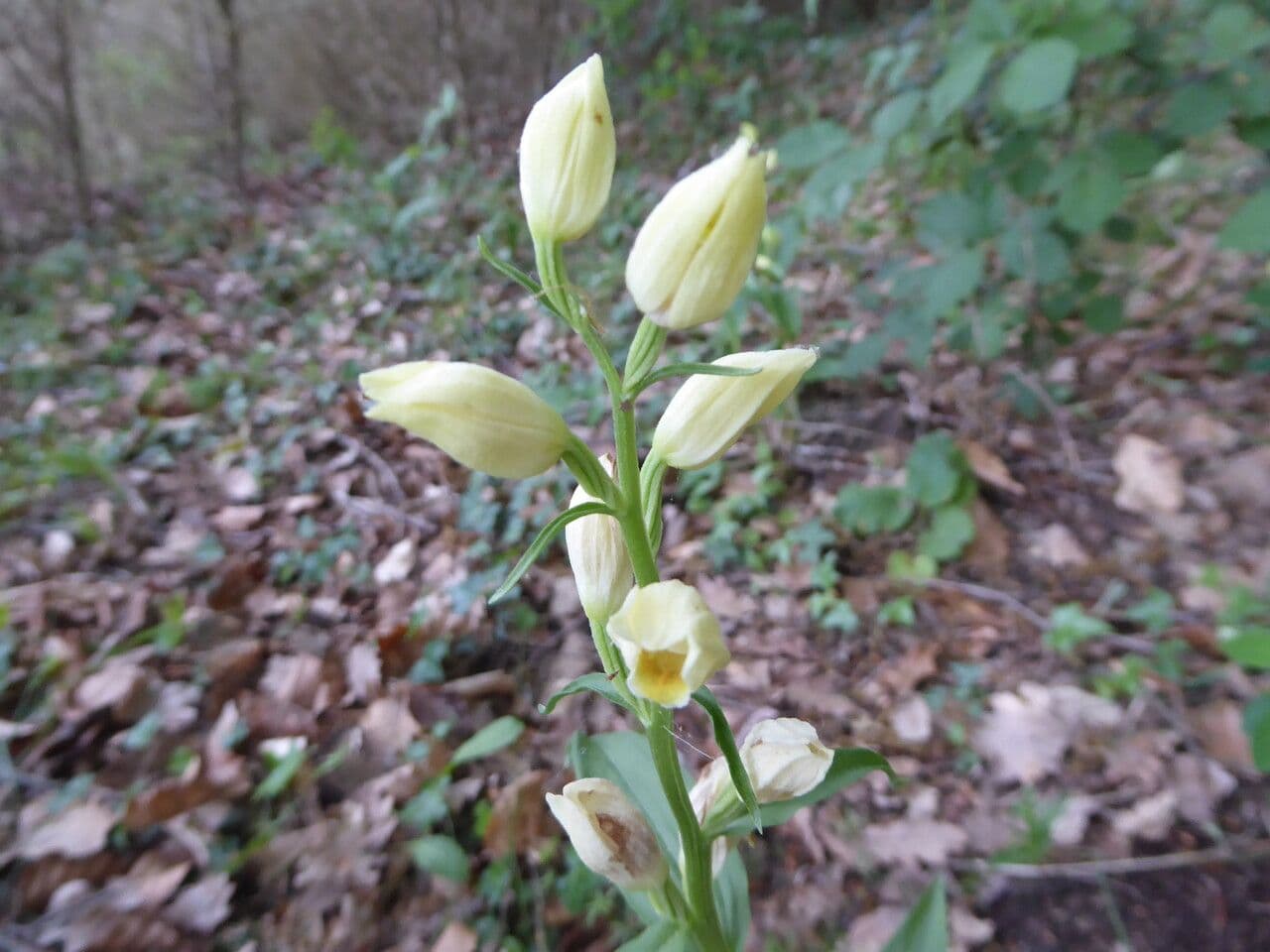 Cefalantera pallida 25