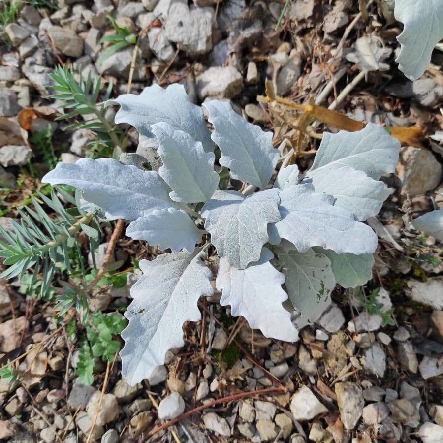 Senecione