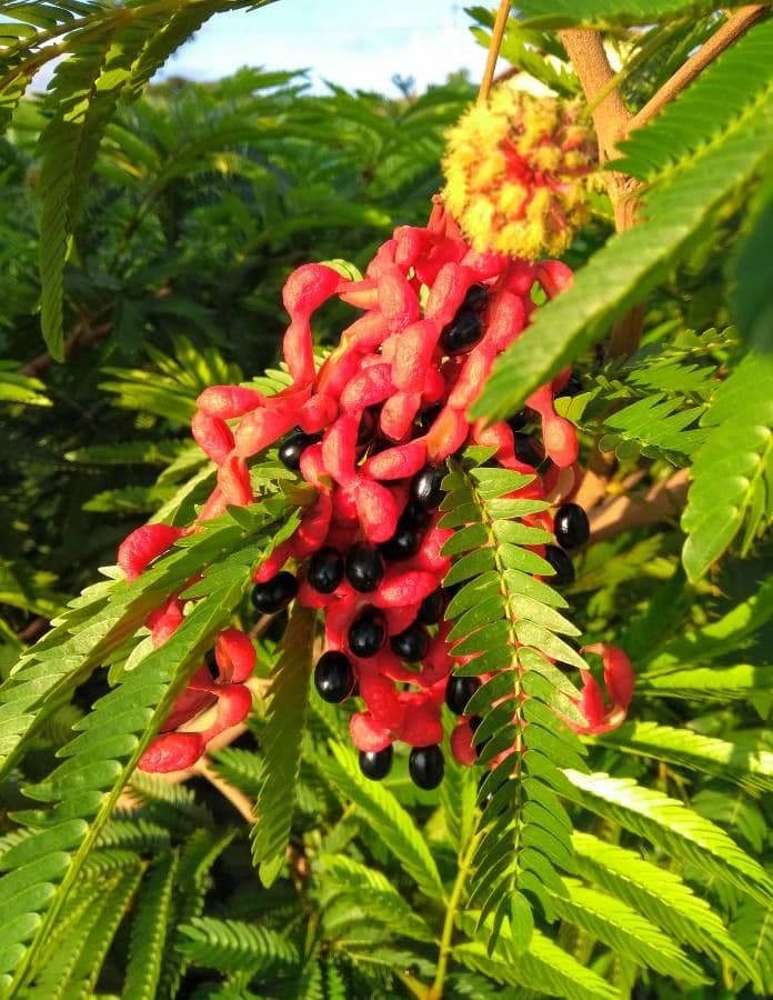Cojoba 4