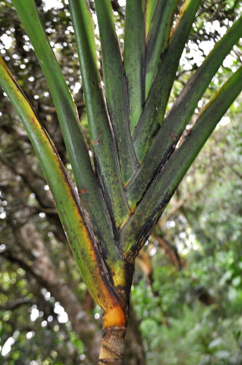 Cordyline mauritiana 22