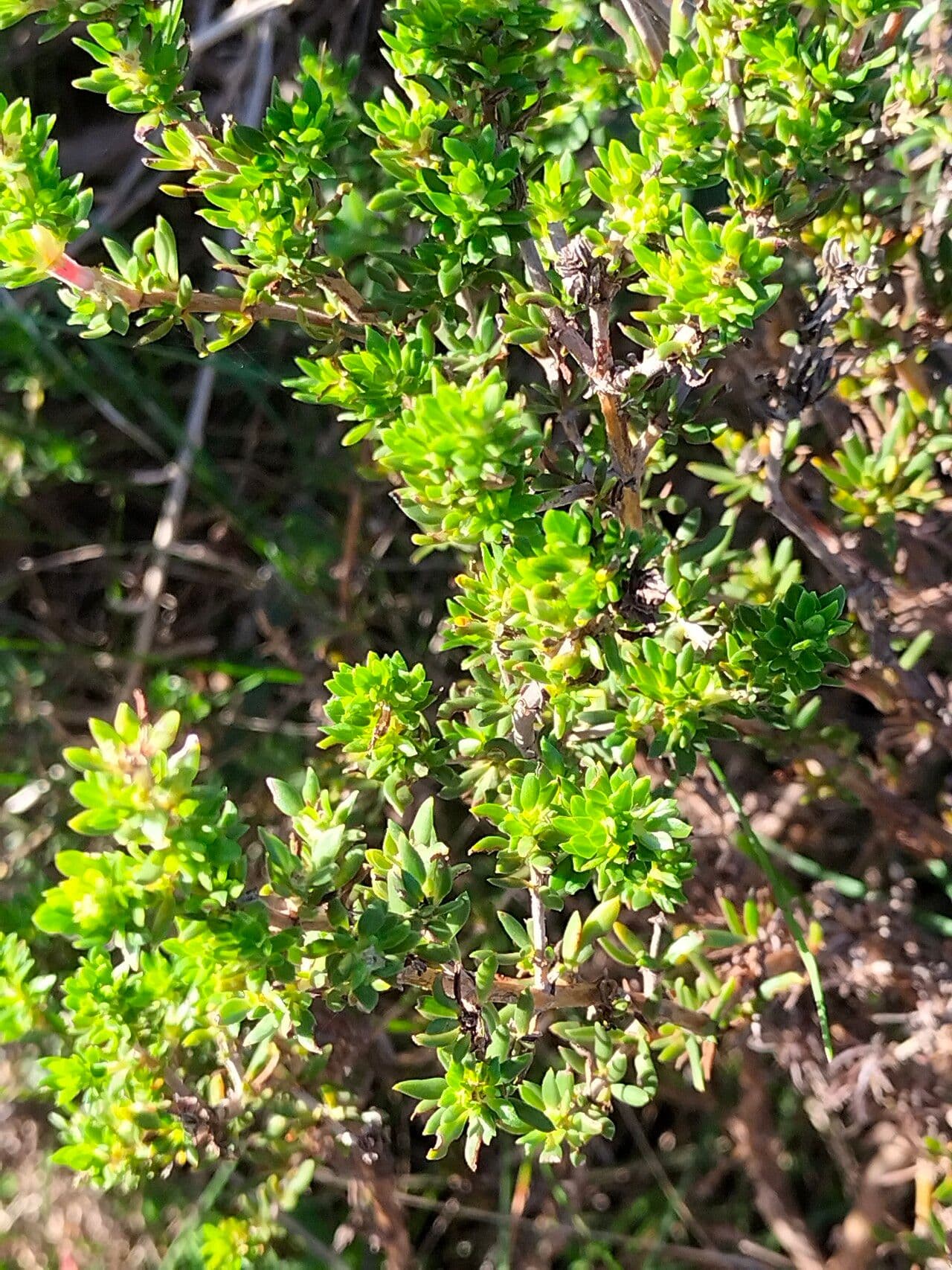 Anthospermum aethiopicum
