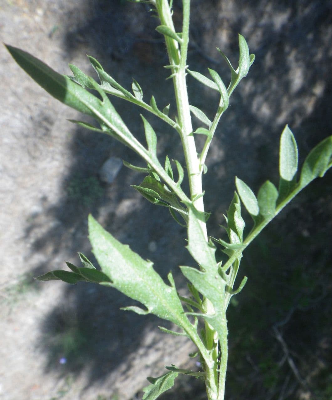 Cheirolophus 19