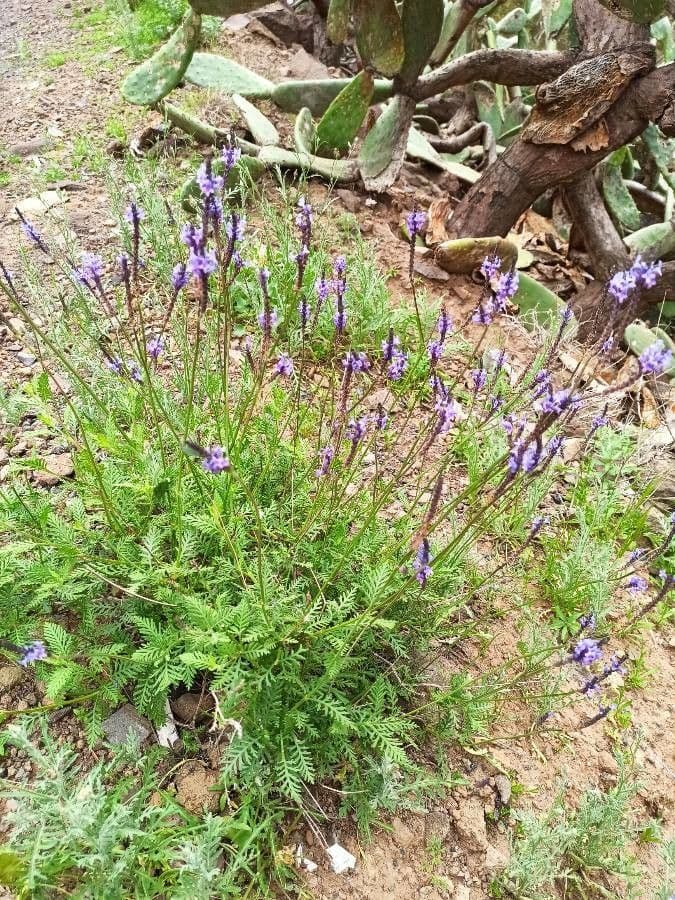 Lavanda canaria 15