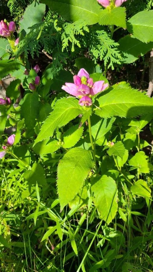 Chelone di Lyon 14