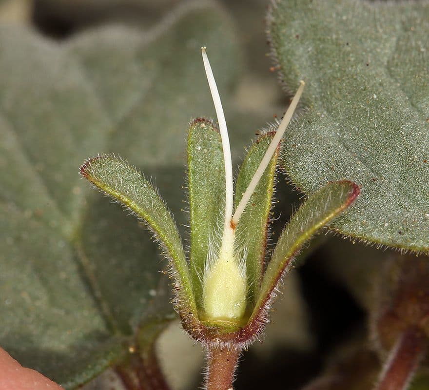 Charlottes Phacelia 14