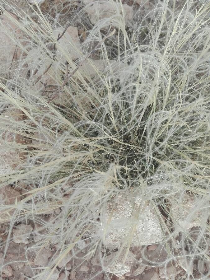 Stipa barbata 7