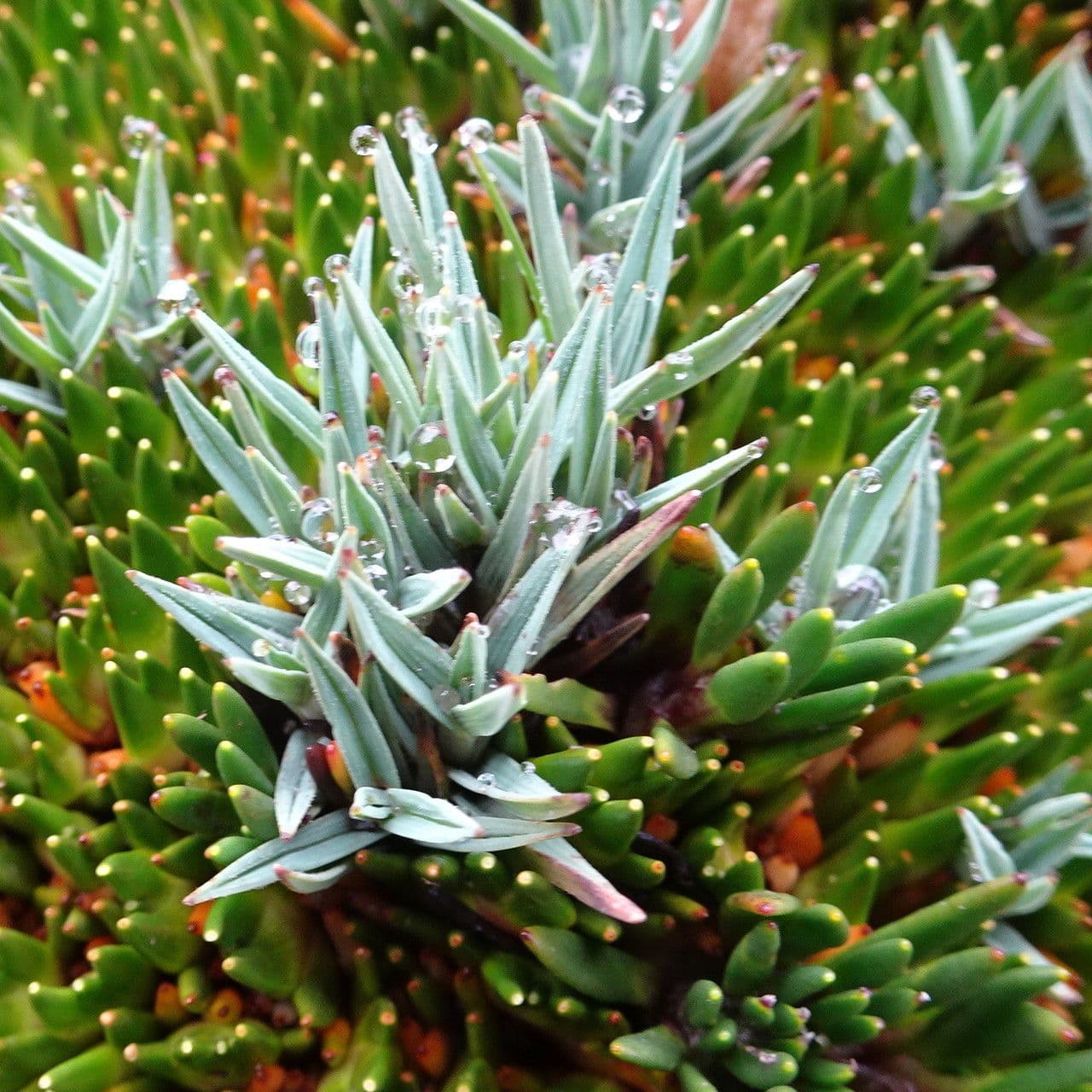 Phylloscirpus 7