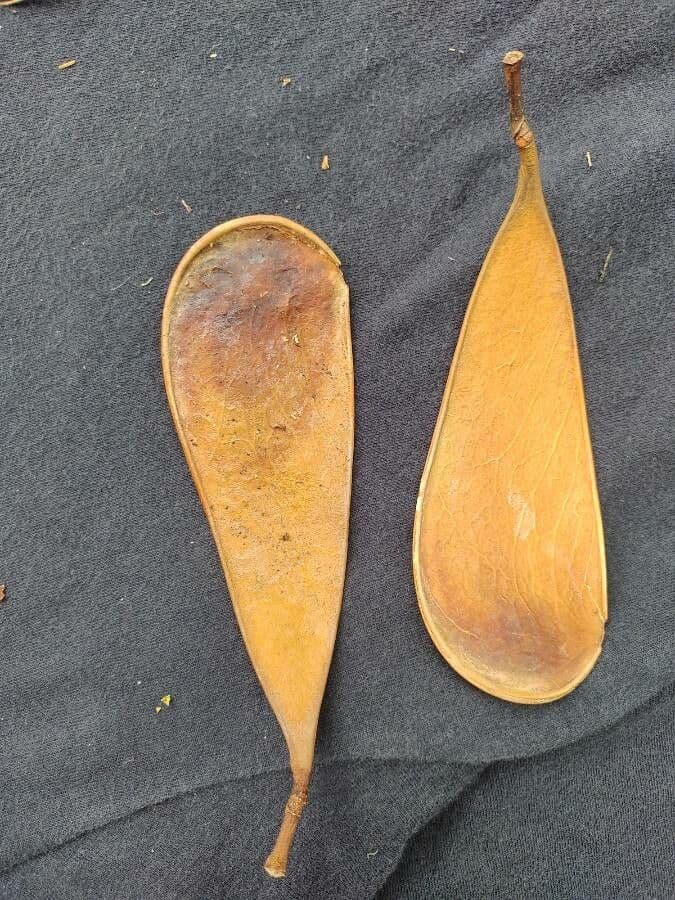 Schizolobium parahyba 3