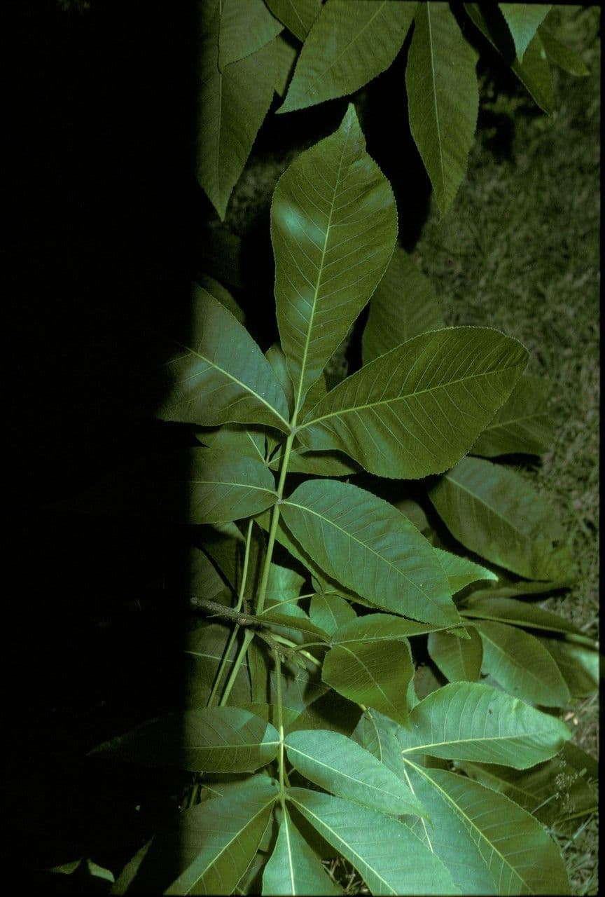 Carya ovata 24