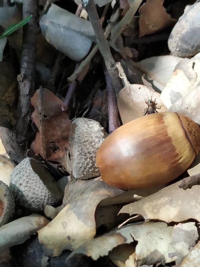 Sughera 5