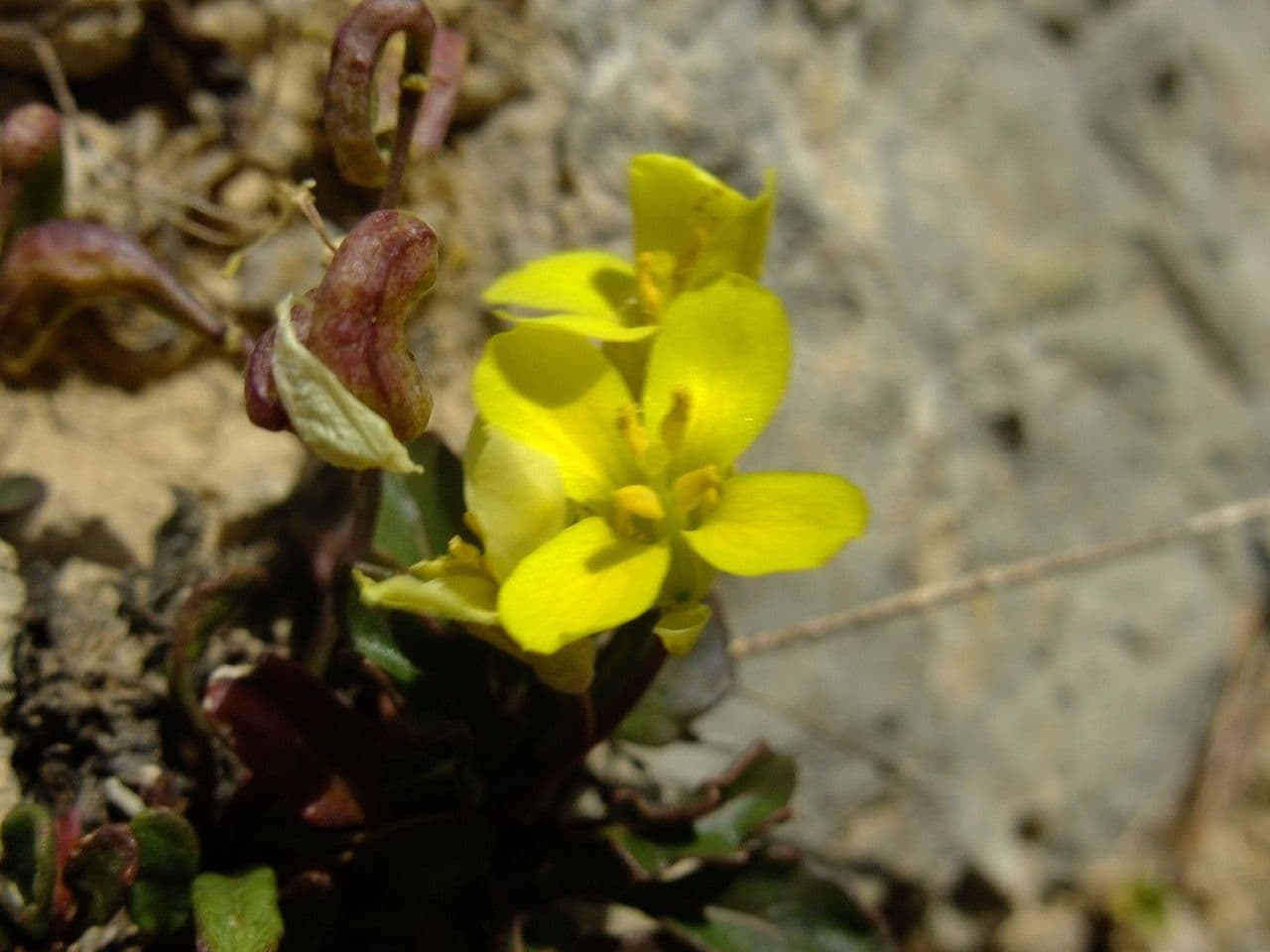 Brassica repanda 10