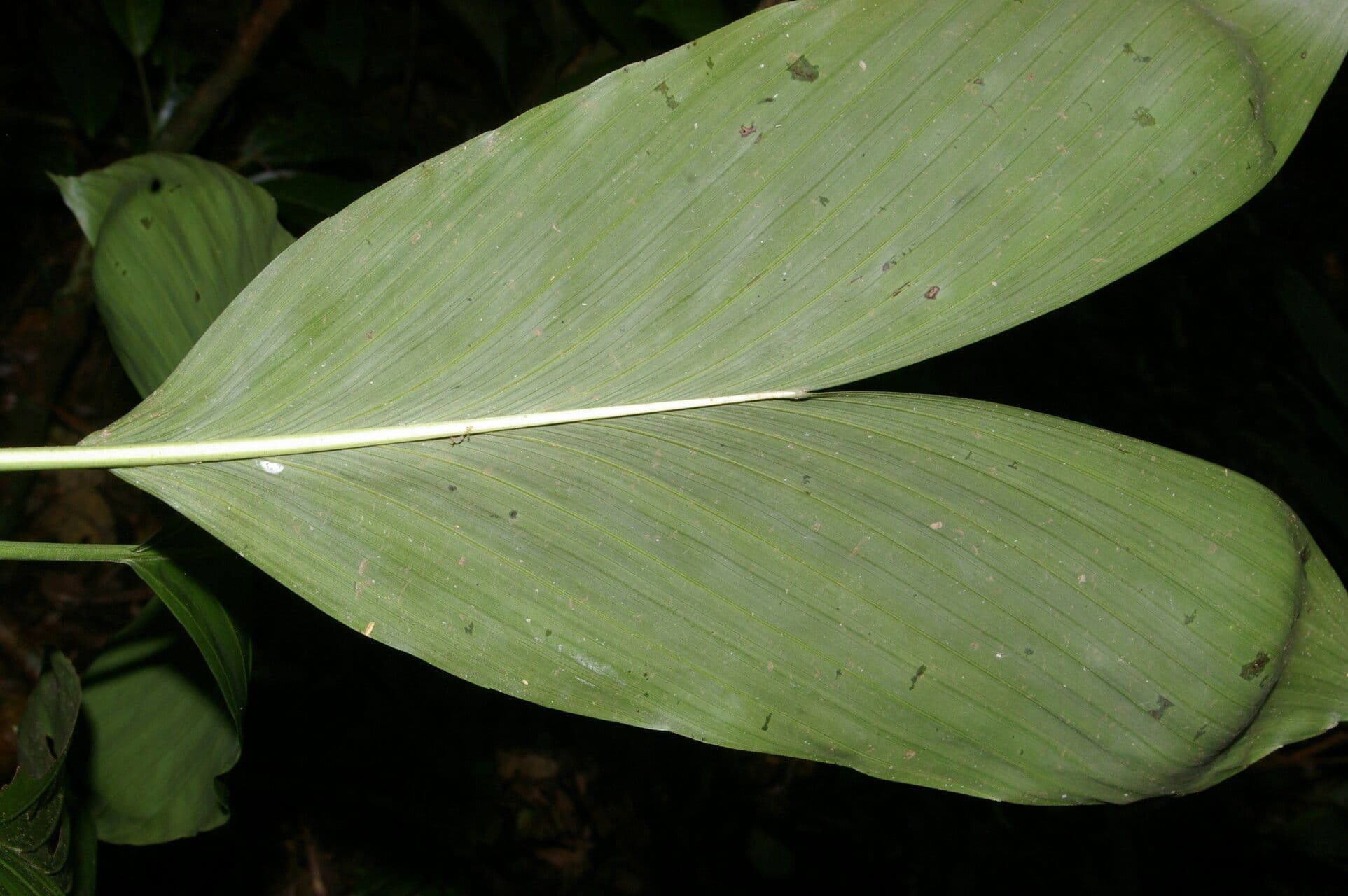 Chamaedorea 4