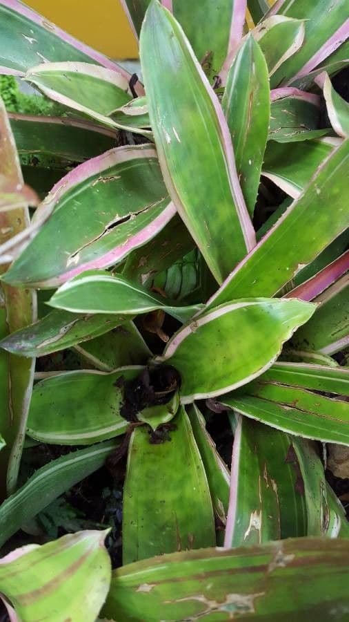 Aechmea 11