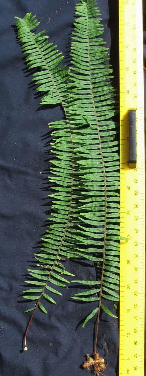 Serpocaulon 7