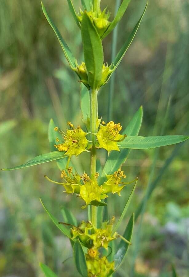 Heimia salicifolia 2