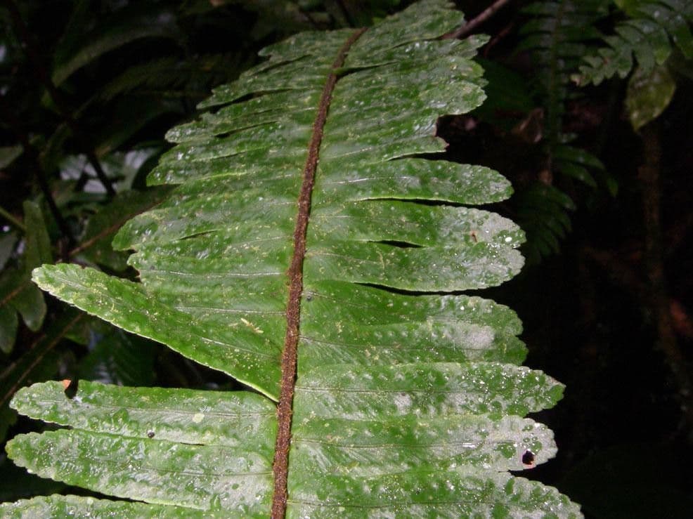 Nephrolepis 3