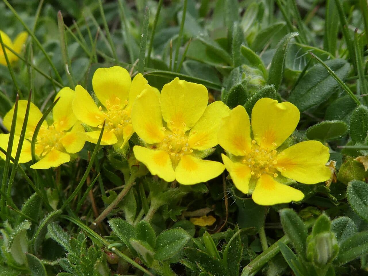 Potentilla pyrenaica 6