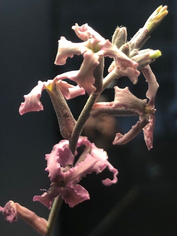 Violaciocca fruticulosa 5