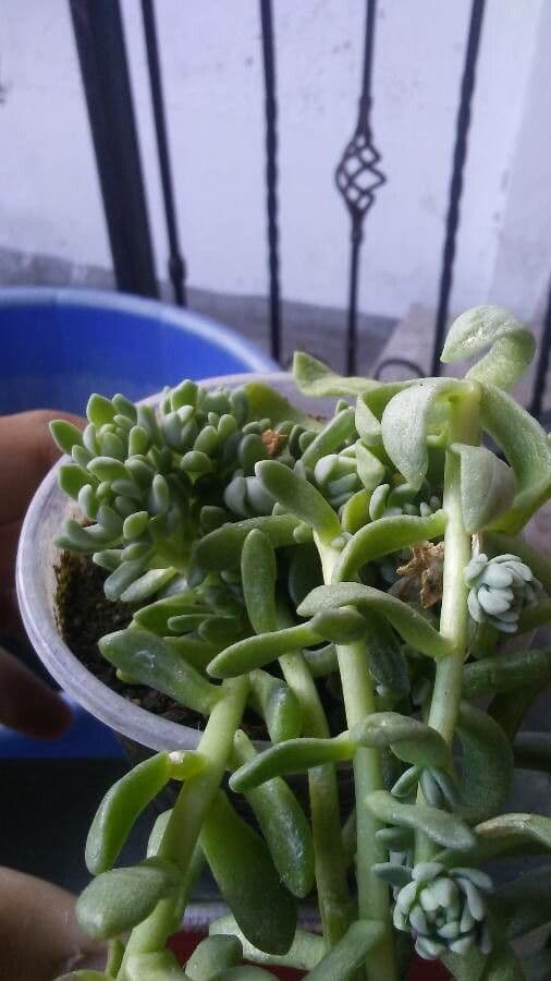 Sedum 8