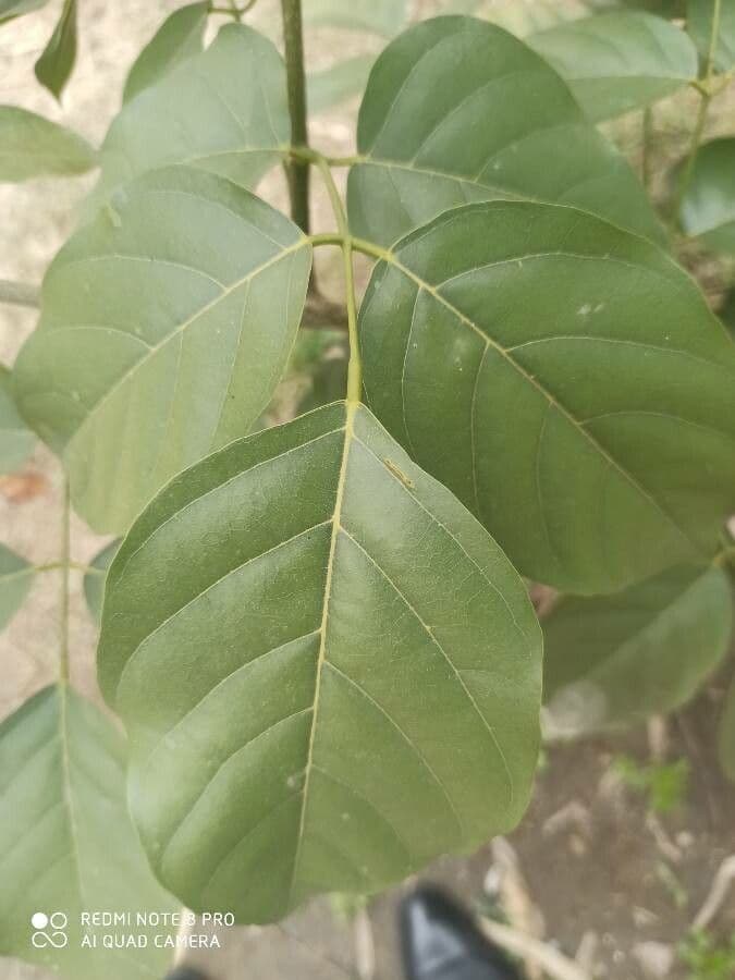 Pongamia 14