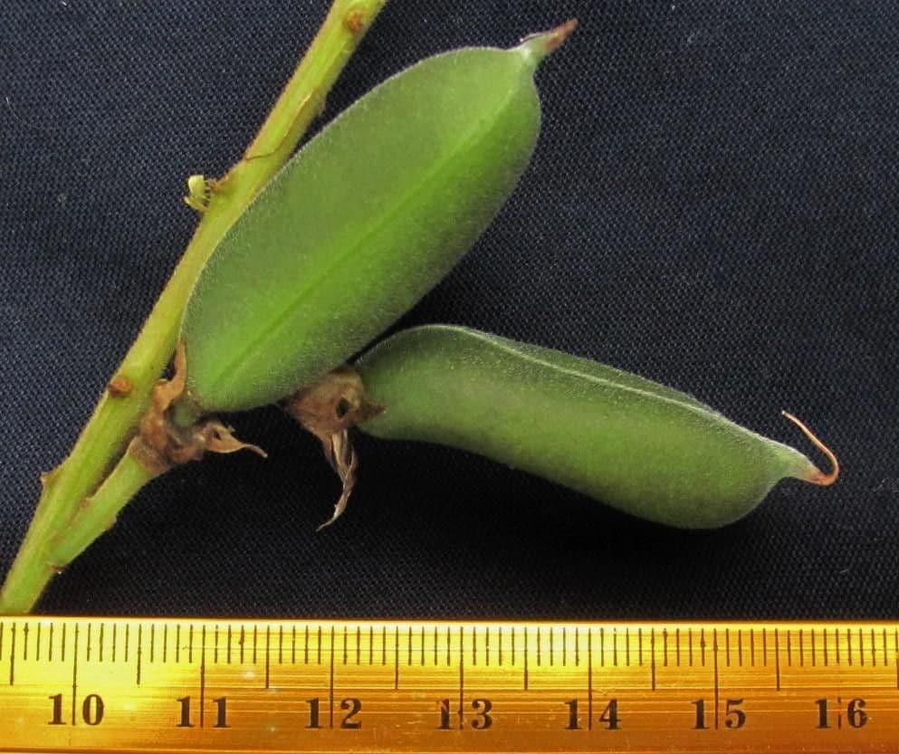 Crotalaria 4