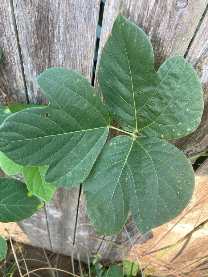 Kudzu 17