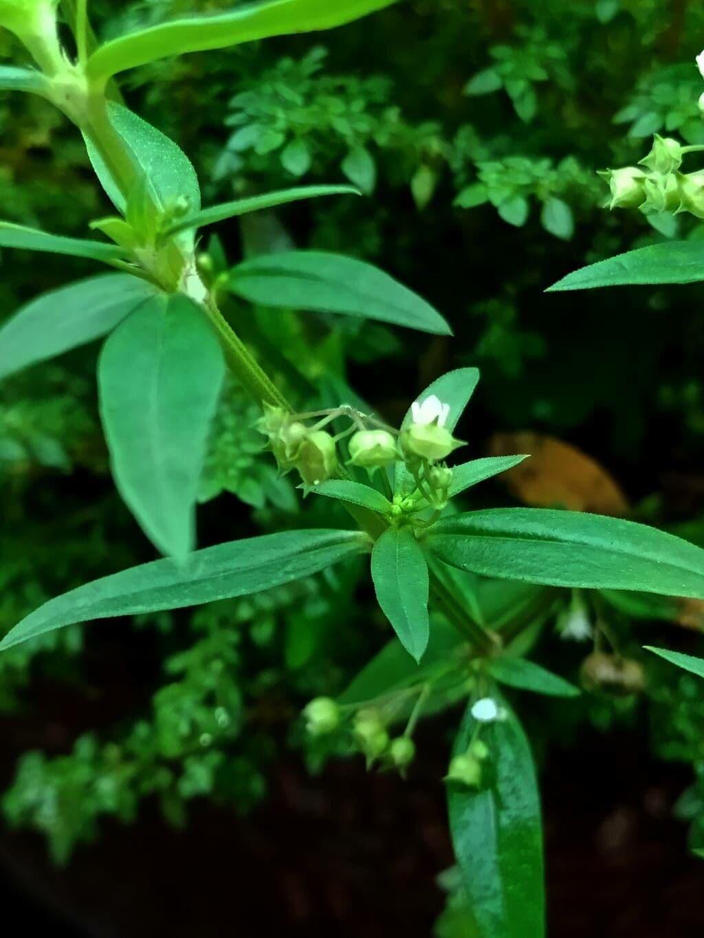 Oldenlandia 7
