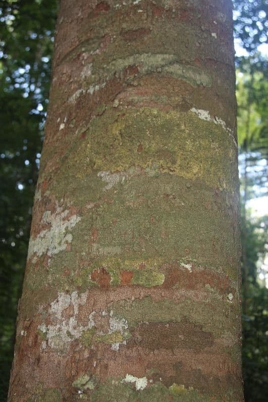 Parahancornia 6