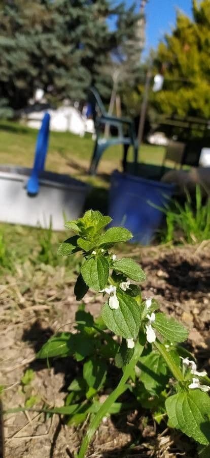 Sideritis romana 13